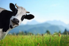 23508722-funny-cow-on-a-green-meadow-looking-to-a-camera-with-alps-on-the-background