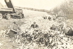 3. Уборка урожая кукурузы, колхоз Путь к комунизму